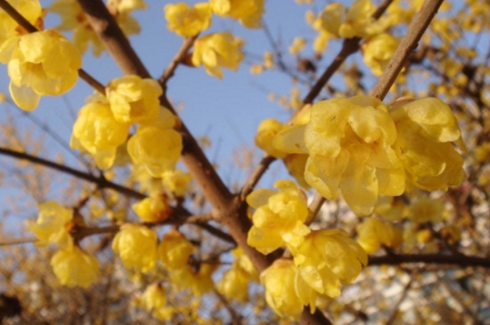 黄金梅盆栽养殖办法，及时浇水定期修剪