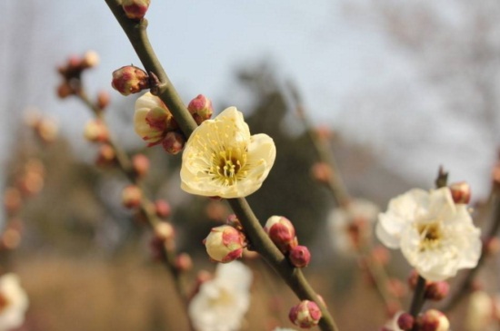 黄金梅盆栽养殖办法，及时浇水定期修剪