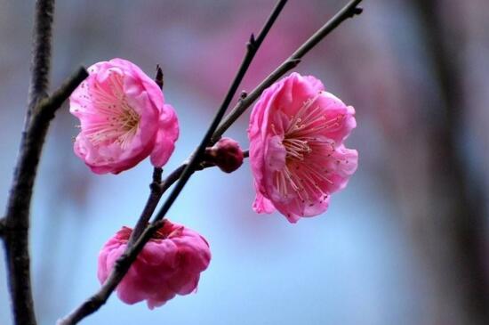 梅花在户外越冬的种类，粉红梅美人梅可安全越冬