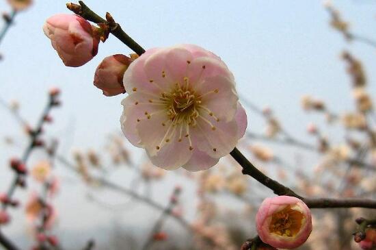 梅花在户外越冬的种类，粉红梅美人梅可安全越冬