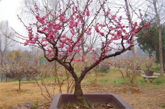 北方梅花盆栽养殖办法,低温包裹草毡防冻伤