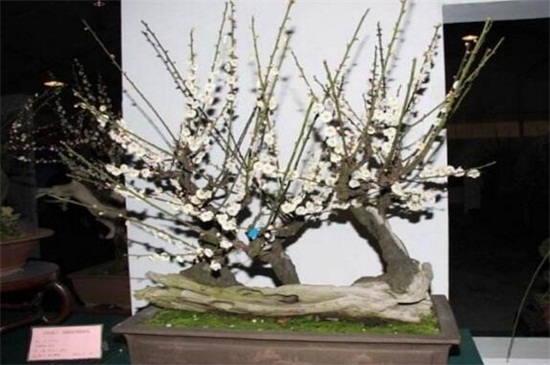 北方梅花盆栽养殖办法,低温包裹草毡防冻伤