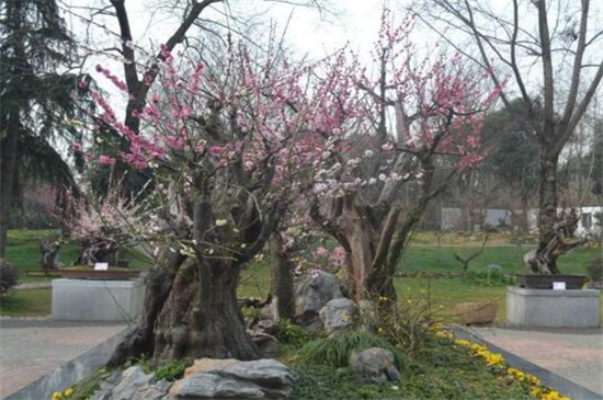 北方梅花盆栽养殖办法,低温包裹草毡防冻伤