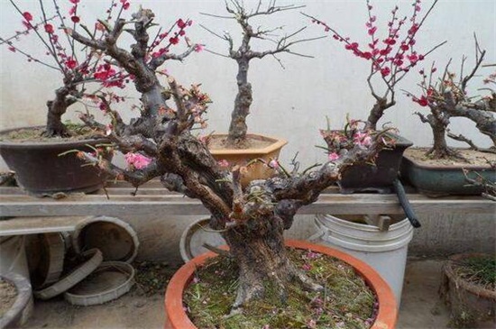 北方梅花盆栽养殖办法,低温包裹草毡防冻伤