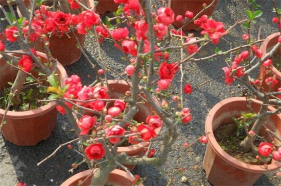 北方梅花盆栽养殖办法,低温包裹草毡防冻伤