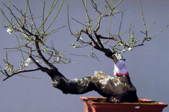 梅花移栽留意事项，根部消毒春秋移栽