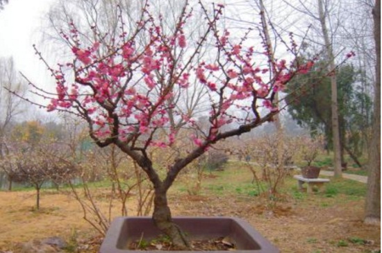 梅花移栽留意事项，根部消毒春秋移栽