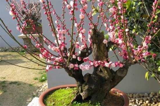 梅花移栽留意事项，根部消毒春秋移栽