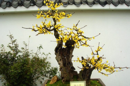 梅花移栽留意事项，根部消毒春秋移栽