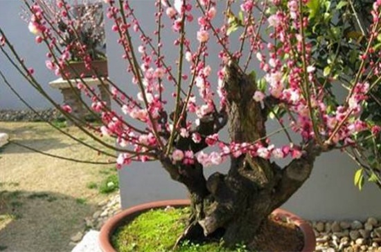 盆栽梅花如何养,5个步骤枝繁叶茂