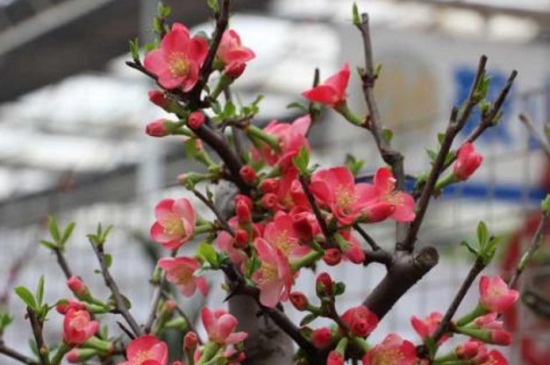 盆栽梅花如何养,5个步骤枝繁叶茂