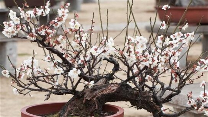 梅花如何养