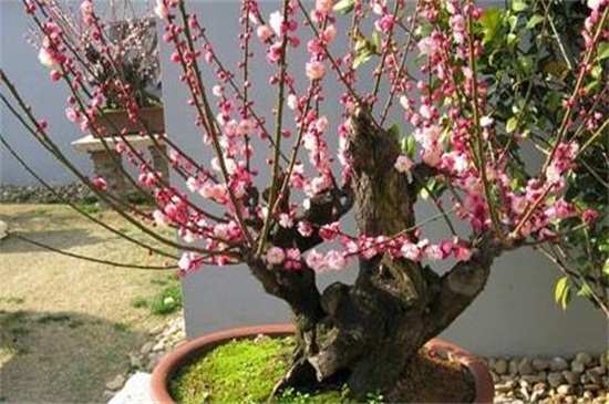 梅花如何养