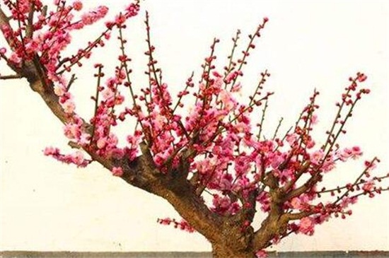 梅花如何养