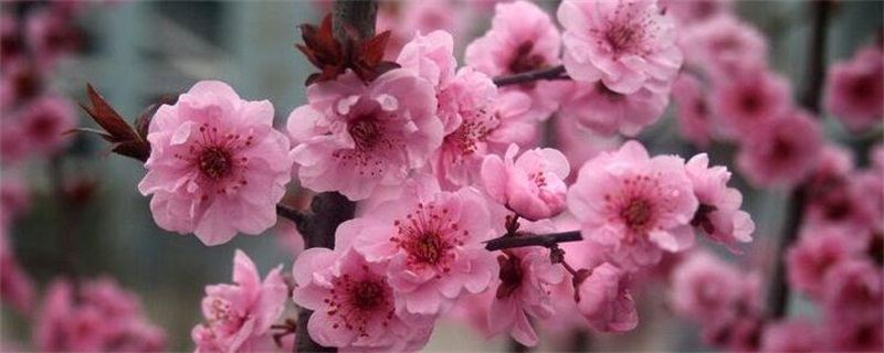 美人梅的养殖办法和留意事项