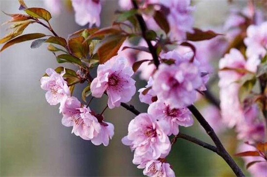 美人梅的养殖办法和留意事项