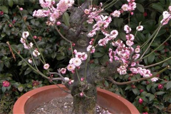 美人梅的养殖办法和留意事项