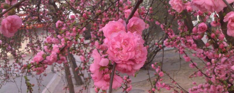 梅花冬季如何养