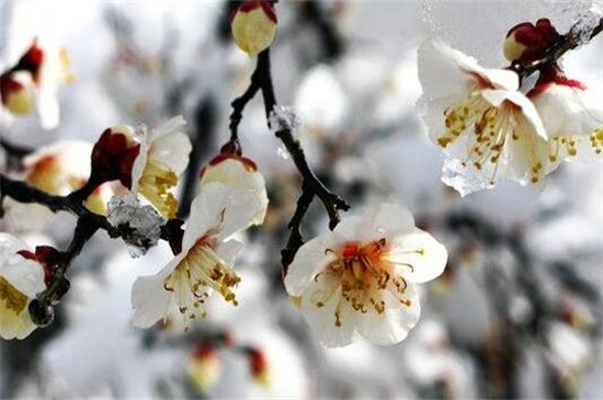 梅花冬季如何养