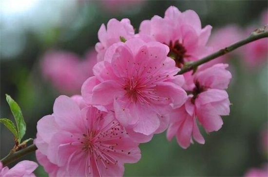 梅花冬季如何养