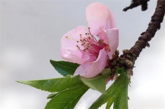 梅花叶子发黄如何办