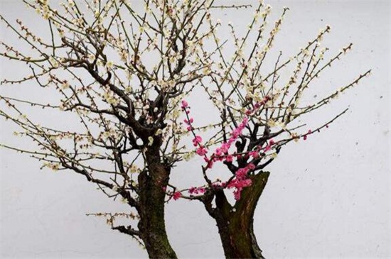 如何让一株梅花开出两种颜色，嫁接繁殖可出两种花色