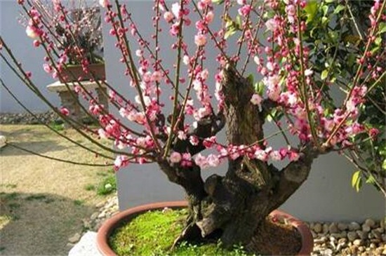 如何让一株梅花开出两种颜色，嫁接繁殖可出两种花色