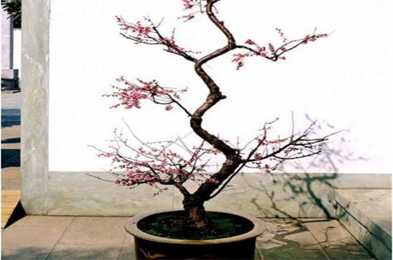 如何让一株梅花开出两种颜色，嫁接繁殖可出两种花色