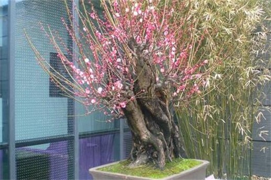 如何使幼梅花树盆景显得苍老