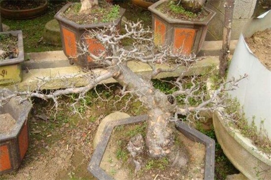 如何使幼梅花树盆景显得苍老