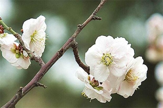 耐寒的梅花种类