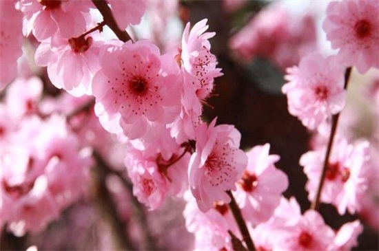 耐寒的梅花种类