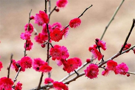 耐寒的梅花种类