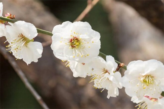耐寒的梅花种类