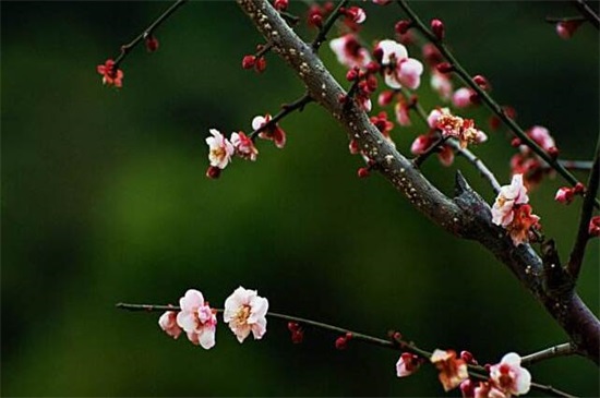 耐寒的梅花种类