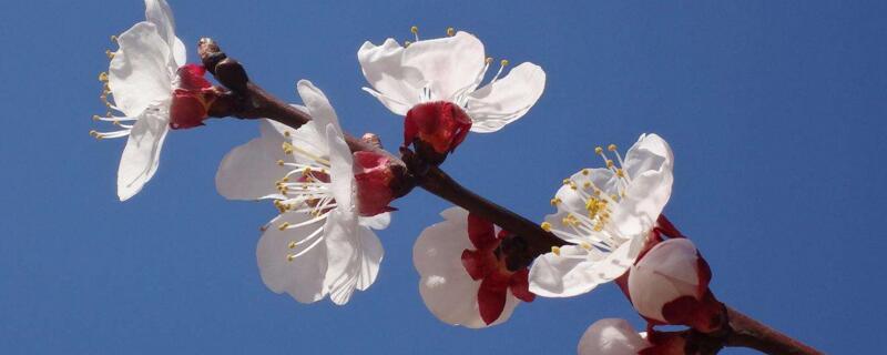 梅花如何区别于桃花