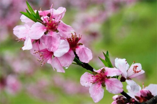 梅花如何区别于桃花