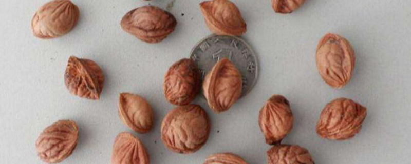 梅花种子如何种