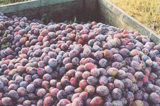 梅花种子如何种