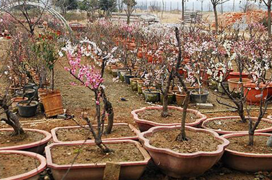 梅花种子如何种