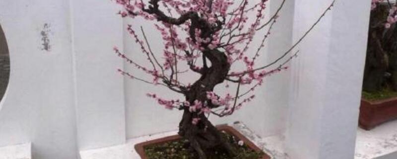 梅花不开花如何办