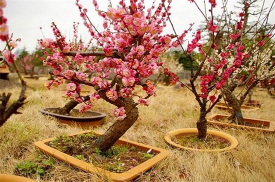 梅花不开花如何办