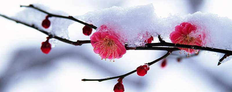 梅花的冬季养殖禁忌