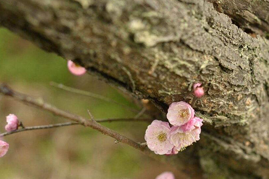 梅花的冬季养殖禁忌