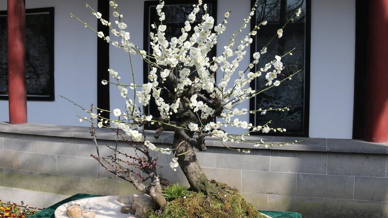 盆栽梅花的种植办法和留意事项