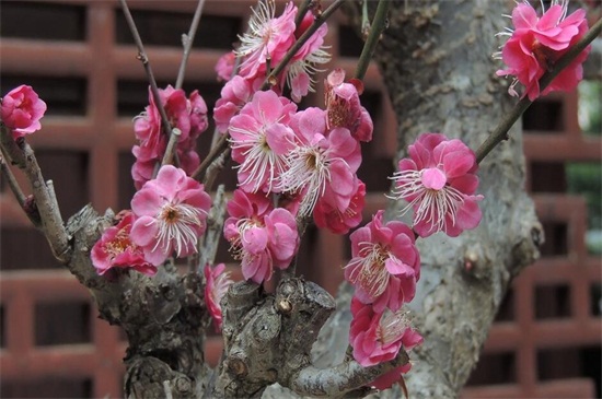 盆栽梅花的种植办法和留意事项