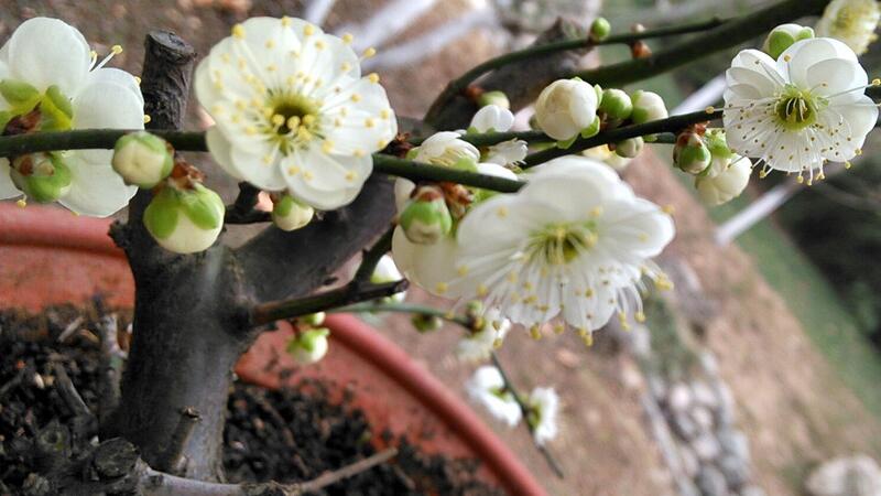 梅花的养殖办法和留意事项