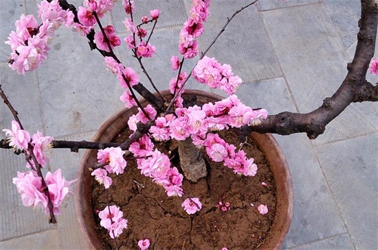 梅花的养殖办法和留意事项