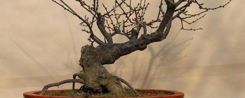 梅花夏季落叶要如何办