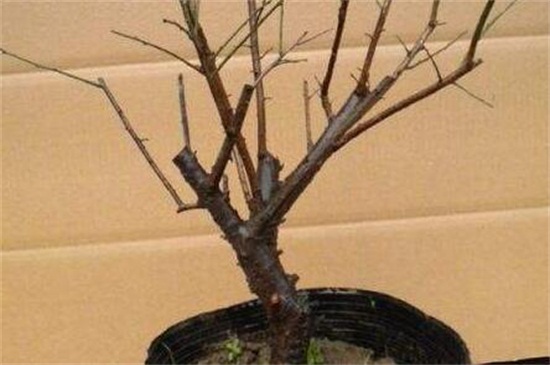 梅花夏季落叶要如何办